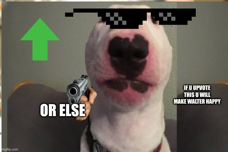 WALTER | IF U UPVOTE THIS U WILL MAKE WALTER HAPPY; OR ELSE | image tagged in noice | made w/ Imgflip meme maker