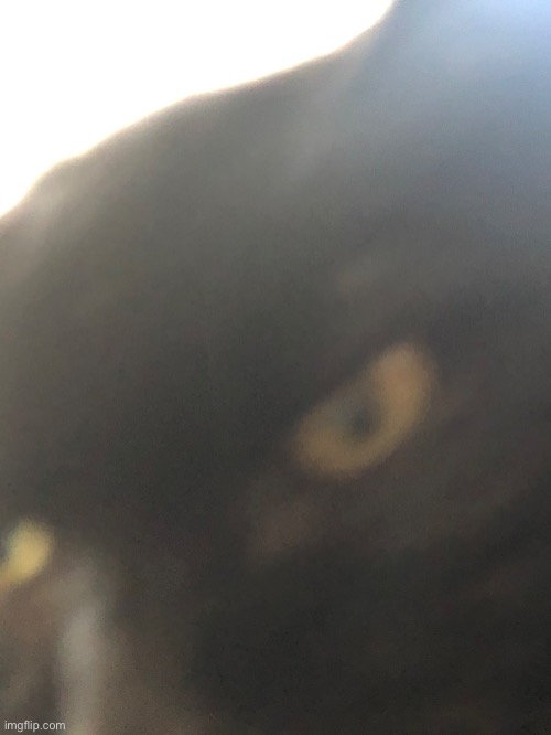 Have a shitty image of one of my cats | made w/ Imgflip meme maker