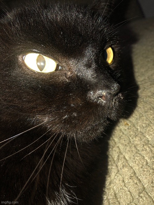 Less shitty image of aforementioned cat | made w/ Imgflip meme maker