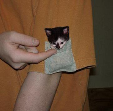image tagged in cute,kittens