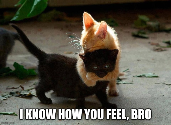 kitten hug | I KNOW HOW YOU FEEL, BRO | image tagged in kitten hug | made w/ Imgflip meme maker