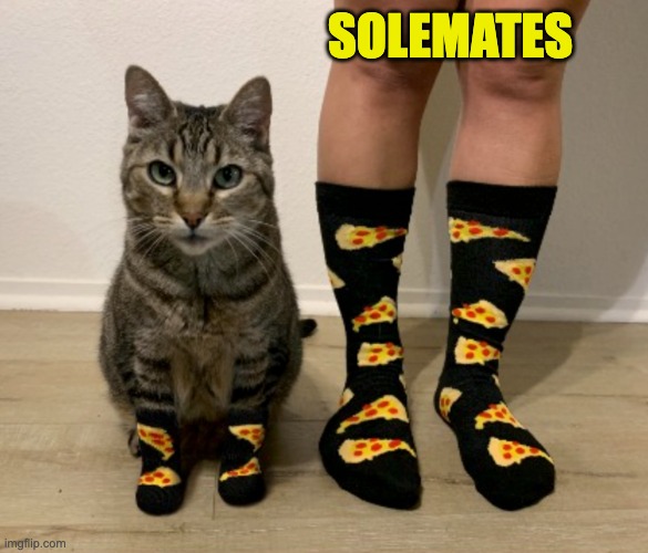 Yes, your cat understands you | SOLEMATES | image tagged in pizza,socks,cat | made w/ Imgflip meme maker