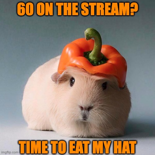 Landmark! | 60 ON THE STREAM? TIME TO EAT MY HAT | image tagged in guinea pig with vegetable,cute,guinea pig,hat | made w/ Imgflip meme maker