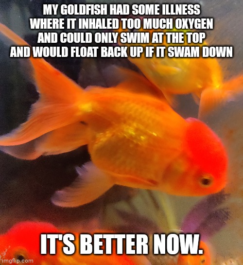 Yay | MY GOLDFISH HAD SOME ILLNESS WHERE IT INHALED TOO MUCH OXYGEN AND COULD ONLY SWIM AT THE TOP AND WOULD FLOAT BACK UP IF IT SWAM DOWN; IT'S BETTER NOW. | made w/ Imgflip meme maker