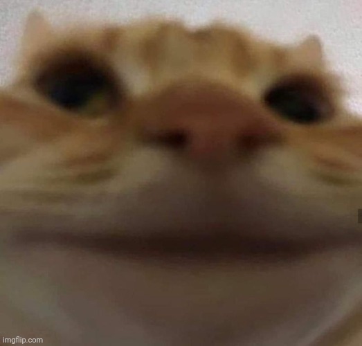 awkward cat | image tagged in awkward cat | made w/ Imgflip meme maker