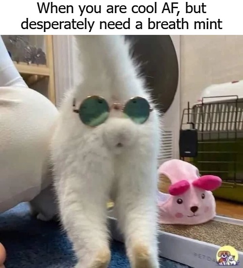 When you are cool AF, but desperately need a breath mint | image tagged in mint | made w/ Imgflip meme maker
