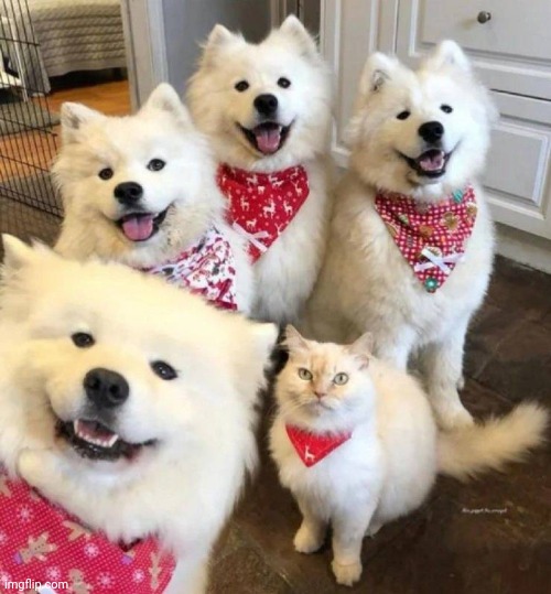 Me and the boys waiting for treats | image tagged in dogs an cats,cats and dogs living together,treat yo self | made w/ Imgflip meme maker
