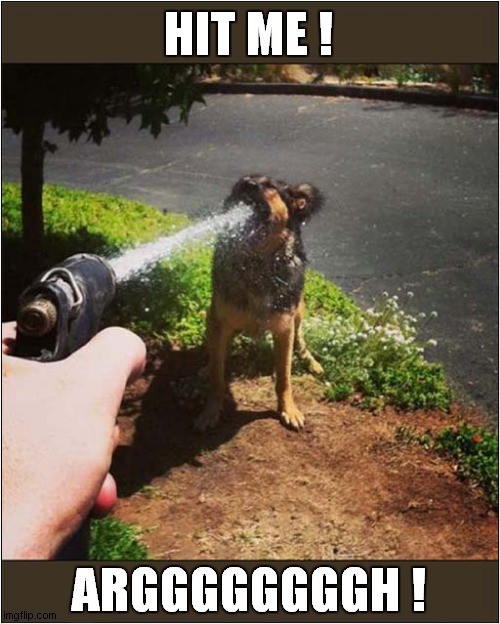 Are You A Thirsty Dog ? | HIT ME ! ARGGGGGGGGH ! | image tagged in dogs,thirsty,hose,gargle | made w/ Imgflip meme maker