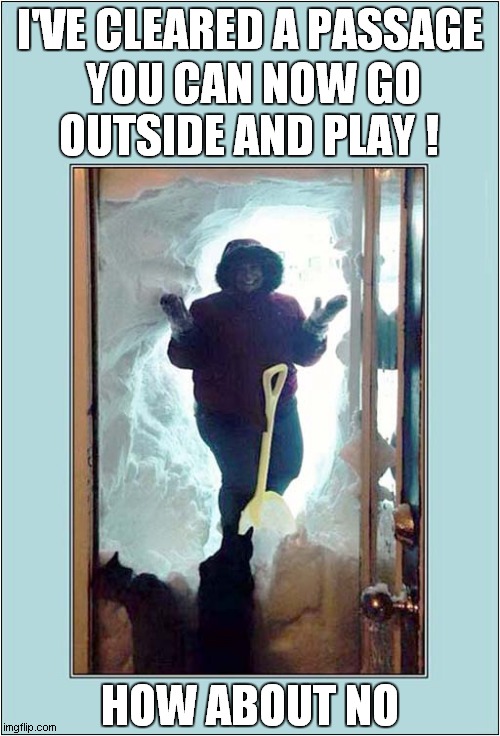 Cats Unimpressed With Snow | I'VE CLEARED A PASSAGE; YOU CAN NOW GO OUTSIDE AND PLAY ! HOW ABOUT NO | image tagged in cats,unimpressed,snow | made w/ Imgflip meme maker
