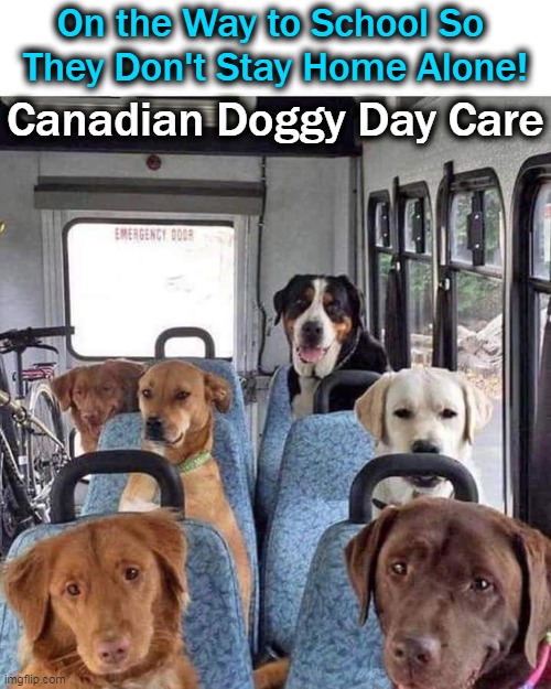 More well-behaved than kids on a bus....LOL! | On the Way to School So 
They Don't Stay Home Alone! Canadian Doggy Day Care | image tagged in fun,funny meme,dogs,school,cute dogs,lol | made w/ Imgflip meme maker