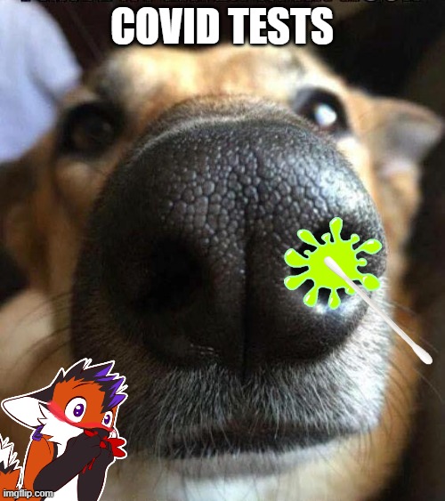 dog nose | COVID TESTS | image tagged in dog nose | made w/ Imgflip meme maker
