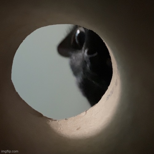 What The Last Treat Sees | image tagged in what the last treat sees,sarlah,sarlahthecat,sarlahkitty,vanillabizcotti | made w/ Imgflip meme maker