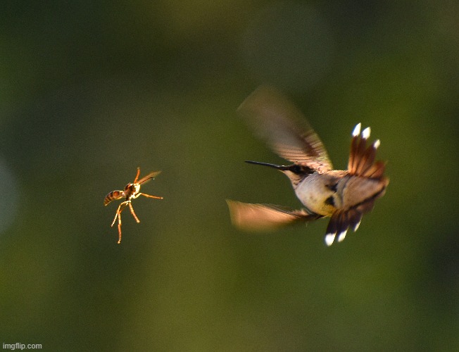 I was very fortunate to capture this epic battle! | image tagged in humming bird,wasp | made w/ Imgflip meme maker