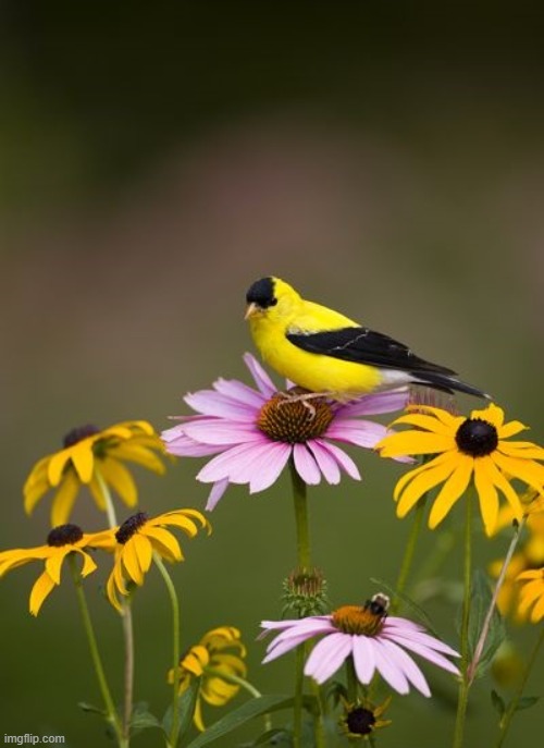 my back yard last summer | image tagged in goldfinch,bumblebee,daisies | made w/ Imgflip meme maker