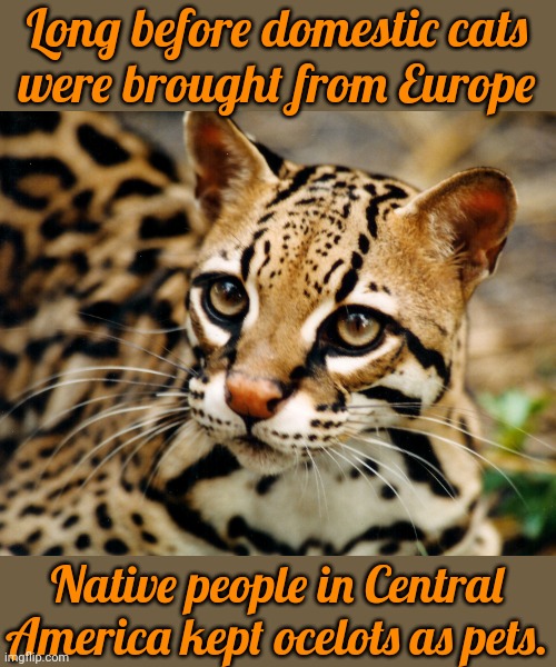 Dogs were work animals. | Long before domestic cats
were brought from Europe; Native people in Central America kept ocelots as pets. | image tagged in ocelot,native american | made w/ Imgflip meme maker