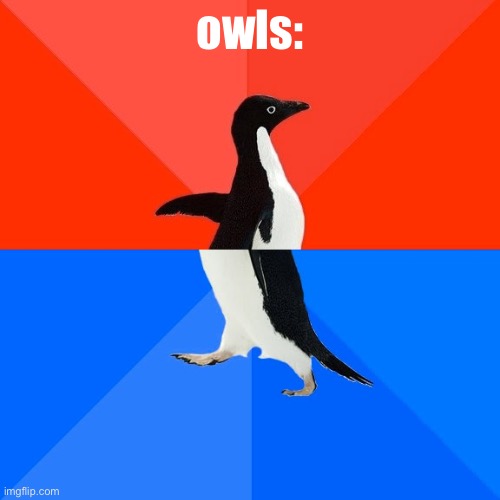 that’s a chicken right |  owls: | image tagged in memes,socially awkward awesome penguin,bird,birb | made w/ Imgflip meme maker