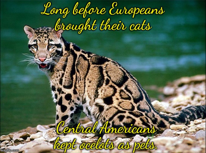 Here kitty kitty... |  Long before Europeans brought their cats; Central Americans kept ocelots as pets. | image tagged in sitting ocelot by water,native american,historical meme,pets | made w/ Imgflip meme maker