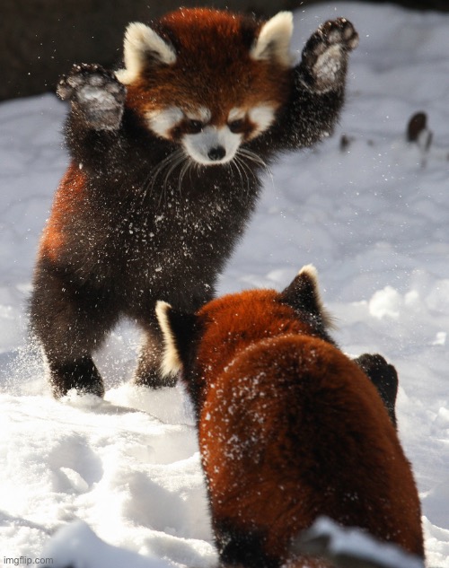 Attack Red Pandas | image tagged in attack red pandas | made w/ Imgflip meme maker