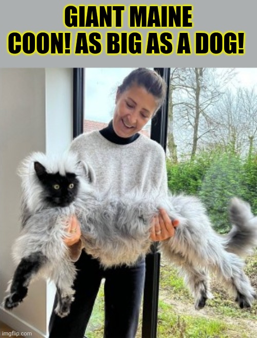 Where can I get one? | GIANT MAINE COON! AS BIG AS A DOG! | image tagged in cat,maine coon,giant,meow | made w/ Imgflip meme maker