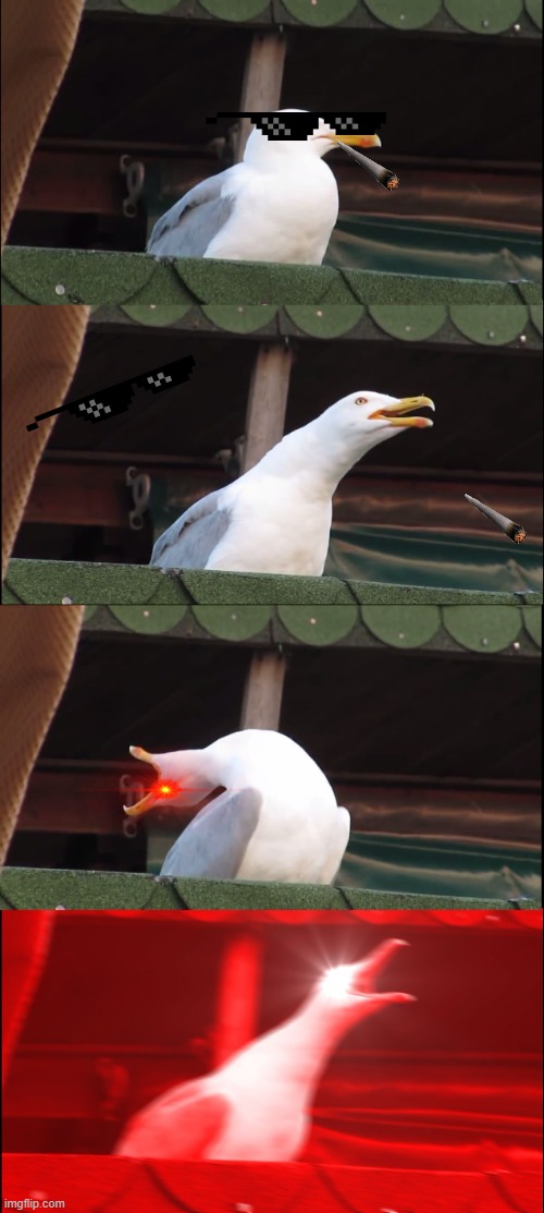 LIFE | image tagged in memes,inhaling seagull | made w/ Imgflip meme maker