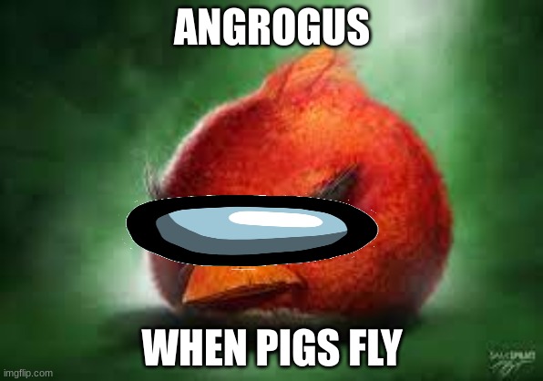 Realistic Red Angry Birds | ANGROGUS; WHEN PIGS FLY | image tagged in realistic red angry birds | made w/ Imgflip meme maker