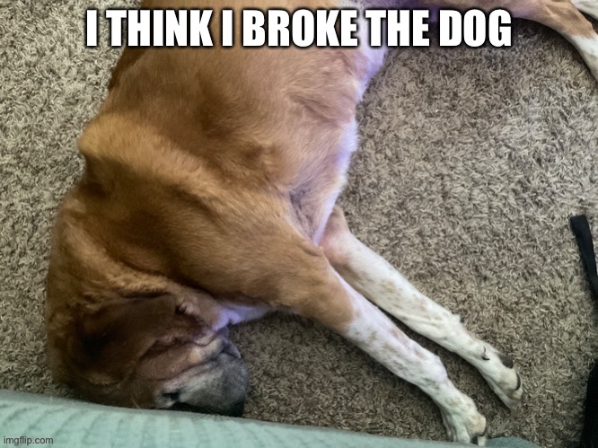 What the dog doin | I THINK I BROKE THE DOG | image tagged in that would be great | made w/ Imgflip meme maker