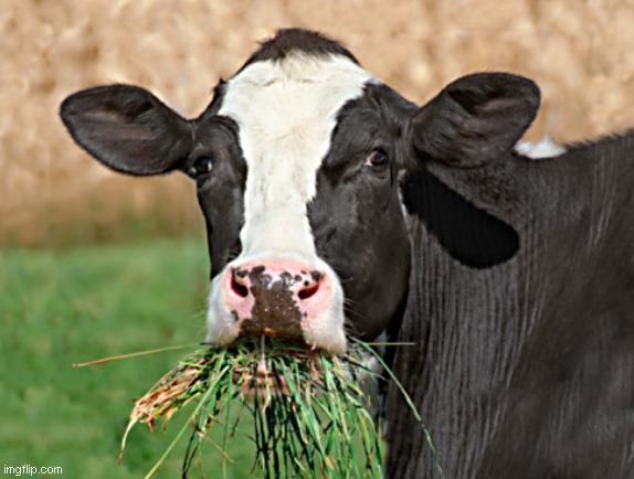 Cow Eat Grass | image tagged in cow eat grass | made w/ Imgflip meme maker