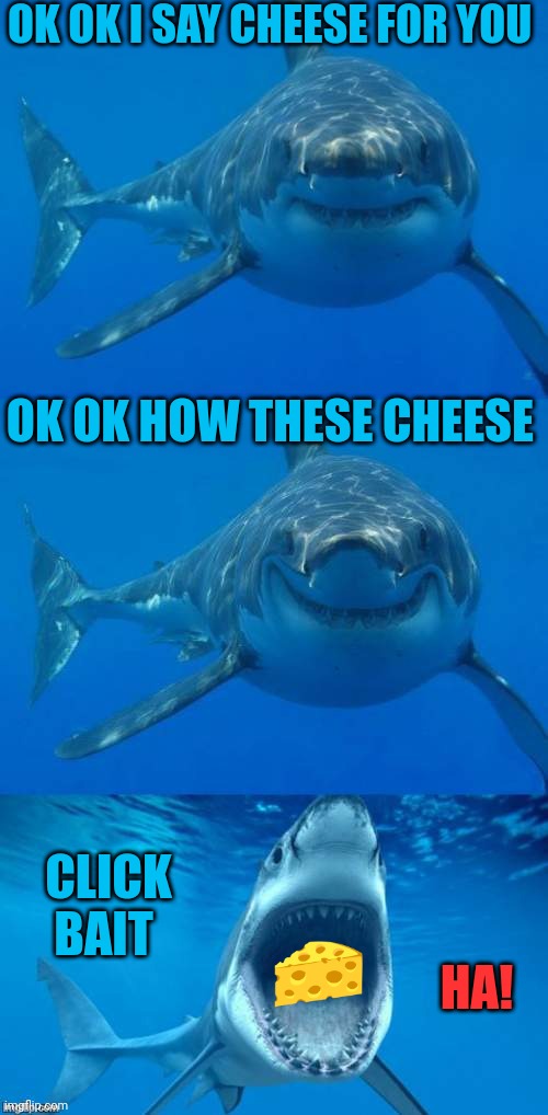 Shark | OK OK I SAY CHEESE FOR YOU; OK OK HOW THESE CHEESE; CLICK BAIT; HA! | image tagged in bad shark pun | made w/ Imgflip meme maker