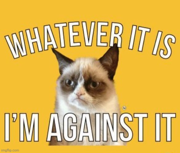 Grumpy says no | image tagged in grumpy cat not amused | made w/ Imgflip meme maker