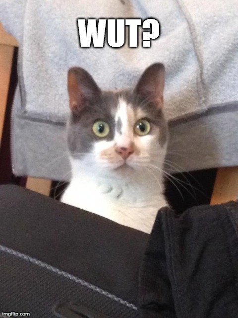 Confused kitteh | WUT? | image tagged in funny,cats,confused cat | made w/ Imgflip meme maker