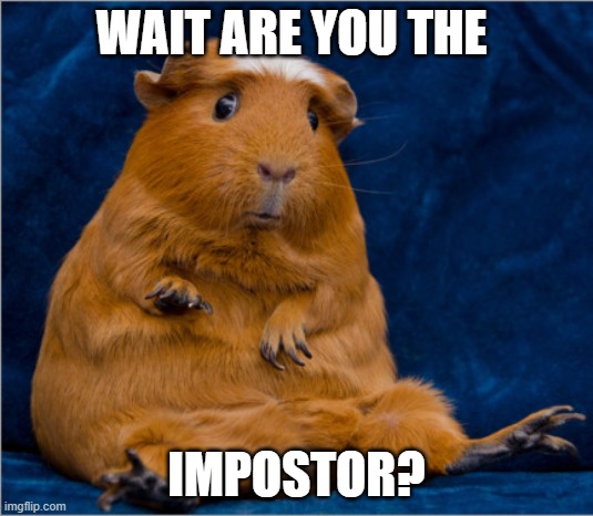 Impostor | WAIT ARE YOU THE; IMPOSTOR? | image tagged in guinea pig | made w/ Imgflip meme maker