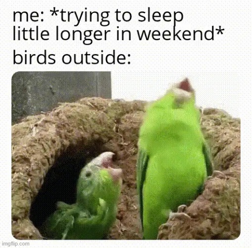 image tagged in sleep,birds,weekend | made w/ Imgflip meme maker