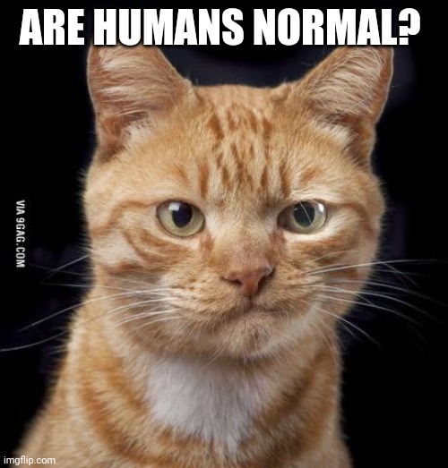 ARe they? | ARE HUMANS NORMAL? | image tagged in doubting cat | made w/ Imgflip meme maker