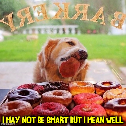 Me —when I see donuts (I shoulda been a cop) | I MAY NOT BE SMART BUT I MEAN WELL | image tagged in vince vance,dogs,licking,window pane,donuts,memes | made w/ Imgflip meme maker