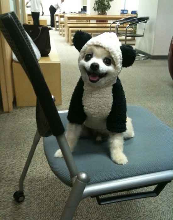 image tagged in cute,dogs