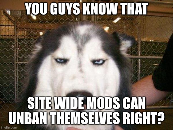 seriously_husky | YOU GUYS KNOW THAT; SITE WIDE MODS CAN UNBAN THEMSELVES RIGHT? | image tagged in seriously_husky | made w/ Imgflip meme maker