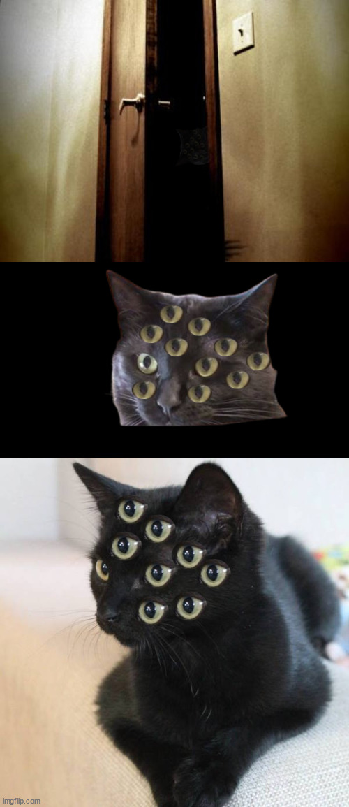 so many eyes | image tagged in eyes,cats,catswithtomanyeyes | made w/ Imgflip meme maker