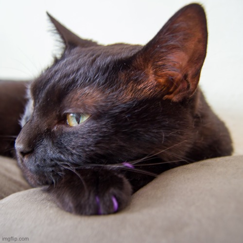 Moody Black Cat | image tagged in moody cat,sarlah,sarlahthecat,sarlahkitty,vanillabizcotti,cats | made w/ Imgflip meme maker