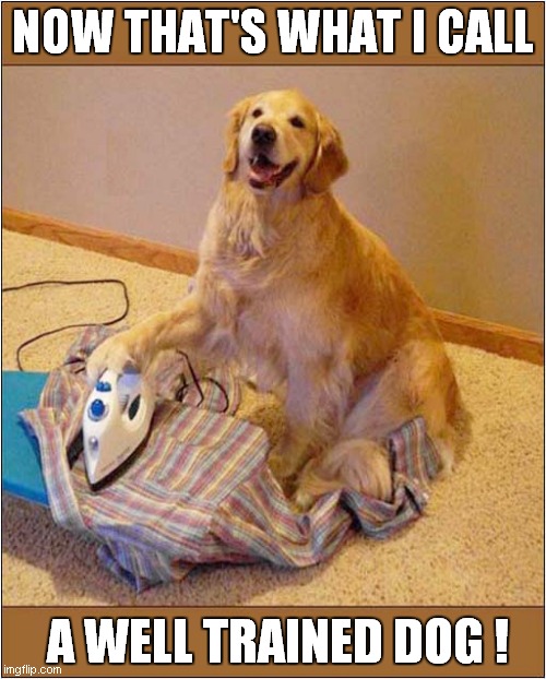 Except For All The Dog Hairs ... | NOW THAT'S WHAT I CALL; A WELL TRAINED DOG ! | image tagged in dogs,now thats what i call,ironing | made w/ Imgflip meme maker