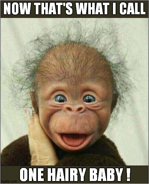Smile ! | NOW THAT'S WHAT I CALL; ONE HAIRY BABY ! | image tagged in fun,now thats what i call,hairy,baby,monkey | made w/ Imgflip meme maker