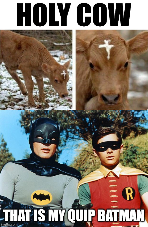 HOLY COW; THAT IS MY QUIP BATMAN | image tagged in holy batman,eye roll | made w/ Imgflip meme maker