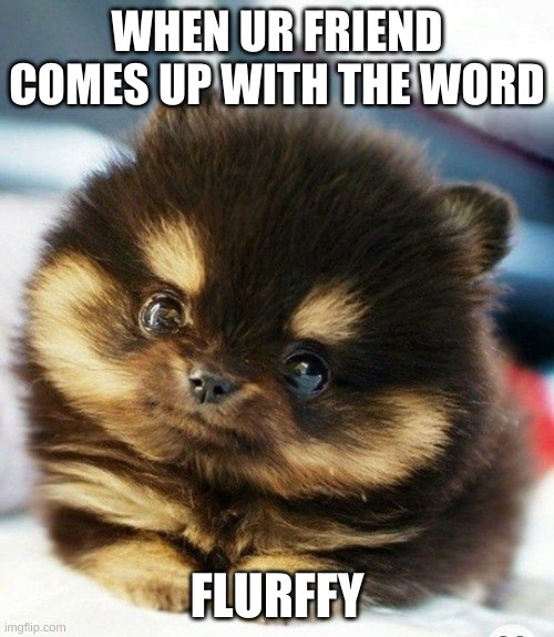 Cute Flurffy Puppy | WHEN UR FRIEND COMES UP WITH THE WORD; FLURFFY | image tagged in adorable fluffy puppy | made w/ Imgflip meme maker