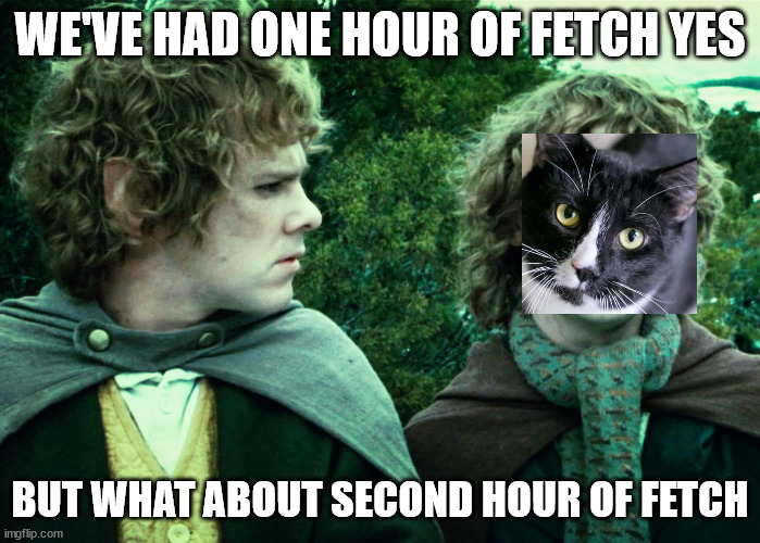 We've had one yes... | WE'VE HAD ONE HOUR OF FETCH YES; BUT WHAT ABOUT SECOND HOUR OF FETCH | image tagged in we've had one yes,cats | made w/ Imgflip meme maker