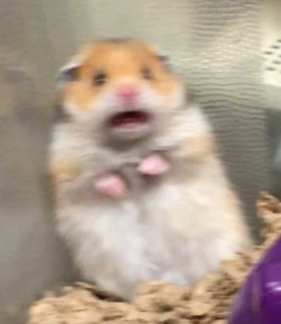 scared hamster Blank Meme Template