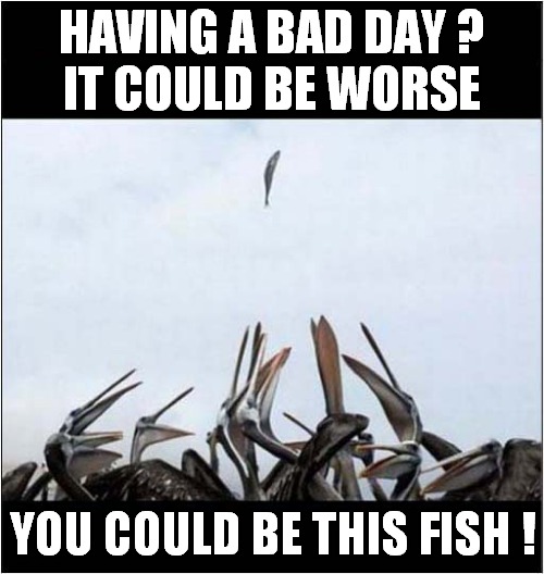 Life Can Be Like This | HAVING A BAD DAY ?
IT COULD BE WORSE; YOU COULD BE THIS FISH ! | image tagged in having a bad day,life sucks,pelican,fish | made w/ Imgflip meme maker