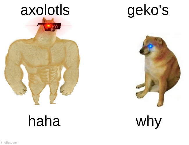 Buff Doge vs. Cheems | axolotls; geko's; haha; why | image tagged in memes,buff doge vs cheems | made w/ Imgflip meme maker