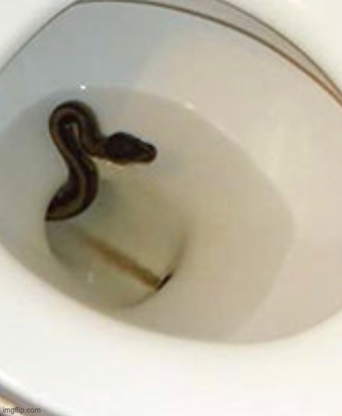 The snake in the toilet meme was REAL | made w/ Imgflip meme maker