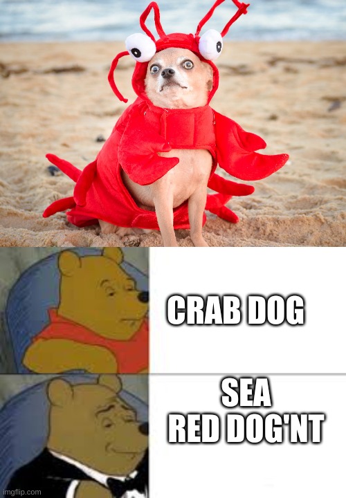 CRAB DOG; SEA RED DOG'NT | image tagged in gifs,doge | made w/ Imgflip meme maker