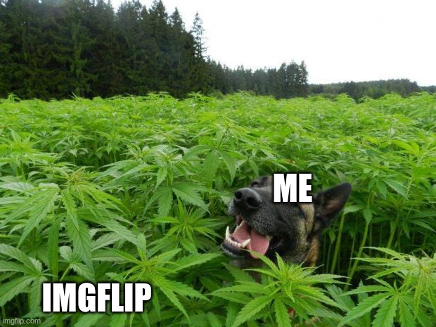 Wholesome Template | ME; IMGFLIP | image tagged in weed policedog,imgflip | made w/ Imgflip meme maker