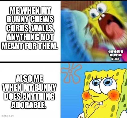 cute bunny |  ME WHEN MY BUNNY CHEWS CORDS, WALLS, ANYTHING NOT MEANT FOR THEM. ALSO ME WHEN MY BUNNY DOES ANYTHING ADORABLE. @BUNDERFUL THUMPING MEMES | image tagged in spongebob yelling | made w/ Imgflip meme maker